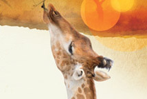 Sundown on the Savanna